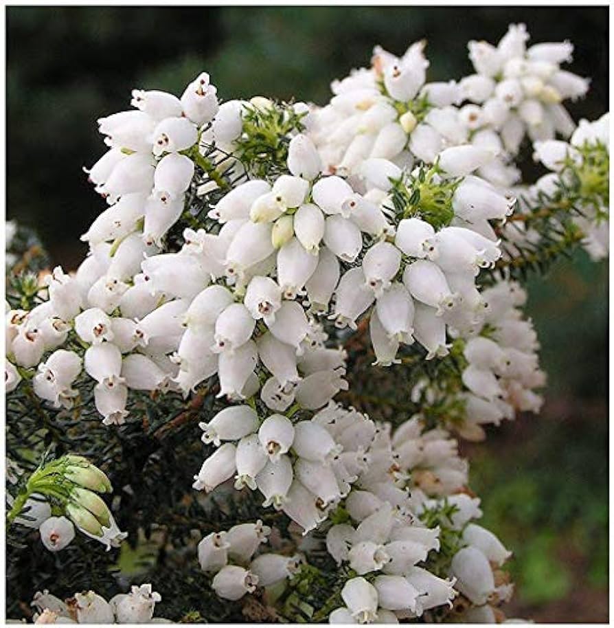 White Kinlochruel Heather Seeds for Planting