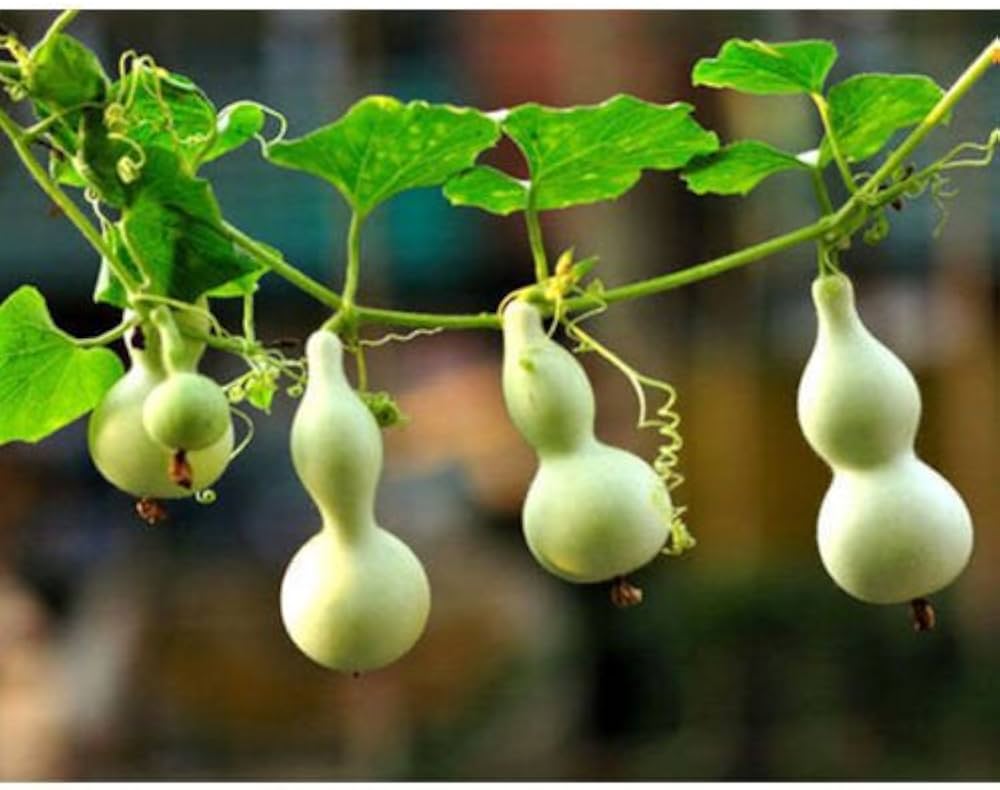 calabash long flower seeds