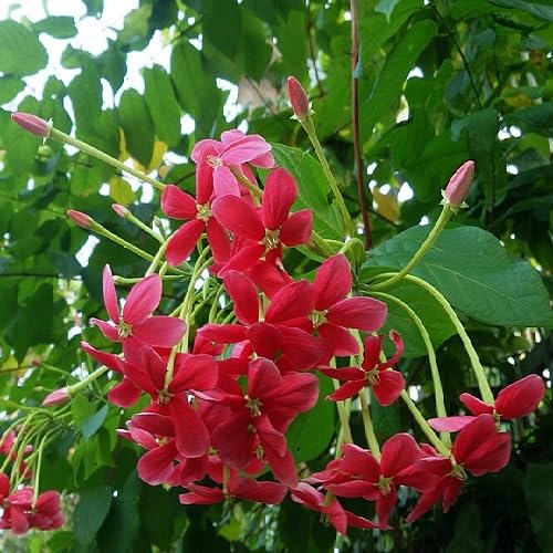 Red Combretum Flower Seeds – Heirloom, Non-GMO, High Germination Organic Garden Seeds for Planting