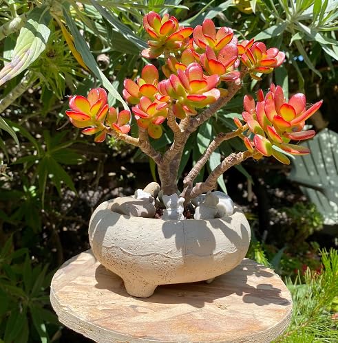 Orange Green Crassula Ovata Plant Seeds for Planting – Heirloom Non-GMO High Germination Organic Garden Seeds