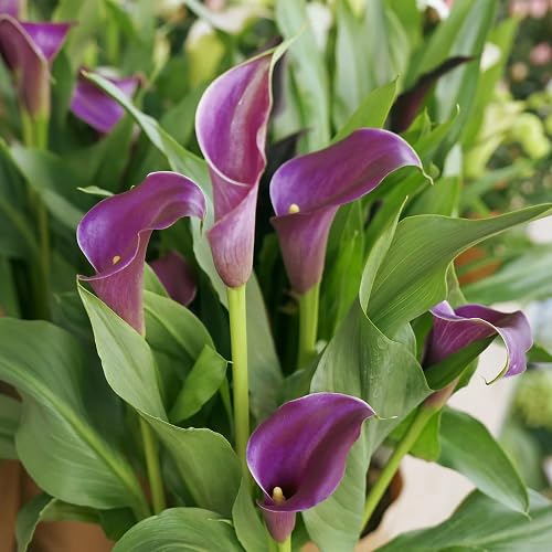 Purple Bonsai Calla Lily Flower Seeds for Planting Heirloom Non-GMO High Germination Organic Garden Seeds