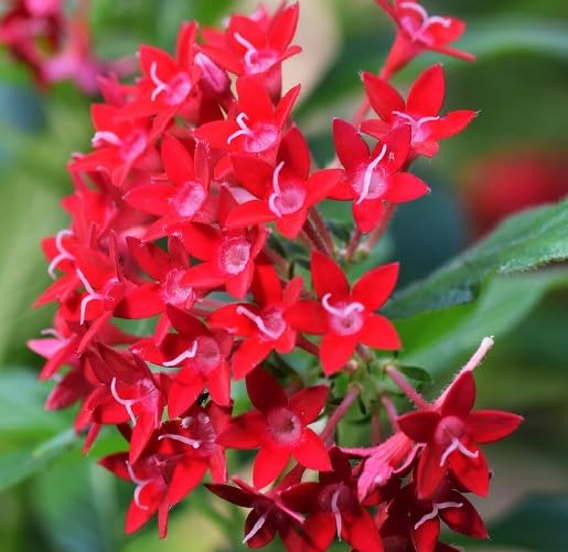Red Pentas Flower Seeds Heirloom Non-GMO High Germination Organic Garden Seeds for Planting