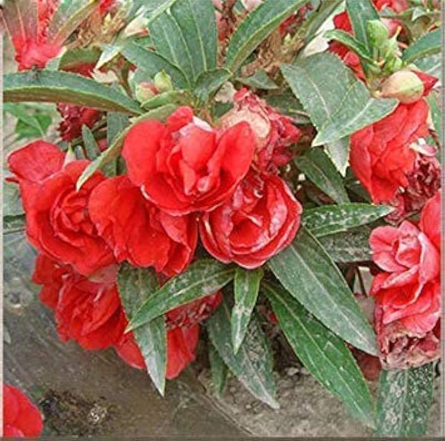 edelsteinrosen klettern flower seeds