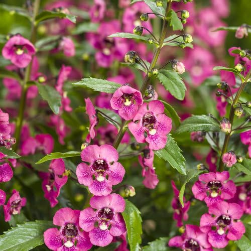 Pink Angelonia Flower Seeds for Planting – Heirloom, Non-GMO, High Germination Organic Garden Seeds