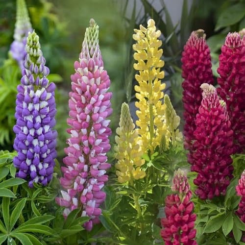 Mix Lupine Flowers Seeds – Heirloom, Non-GMO, High Germination Seeds