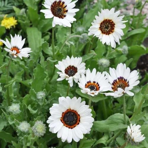 White Venidium Fastuosum Flowers Seeds – Heirloom, Non-GMO, High Germination Organic Garden Seeds for Planting