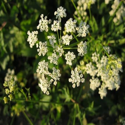 White Skirret Flower Seeds Heirloom Non-GMO High Germination Organic Garden Seeds for Planting