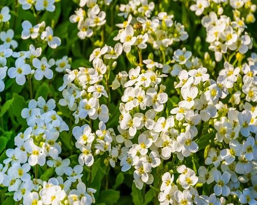 White Aubrieta Flower Seeds Heirloom Non-GMO High Germination Organic Garden Seeds