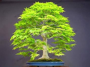 sumpmapletreegreenheirloomnongmo flower seeds