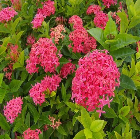 pink ixora flower seeds