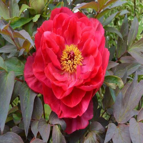 red paeonia flower seeds