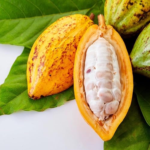Cacao Seeds – Heirloom, Non-GMO, High Germination Organic Garden Seeds for Planting