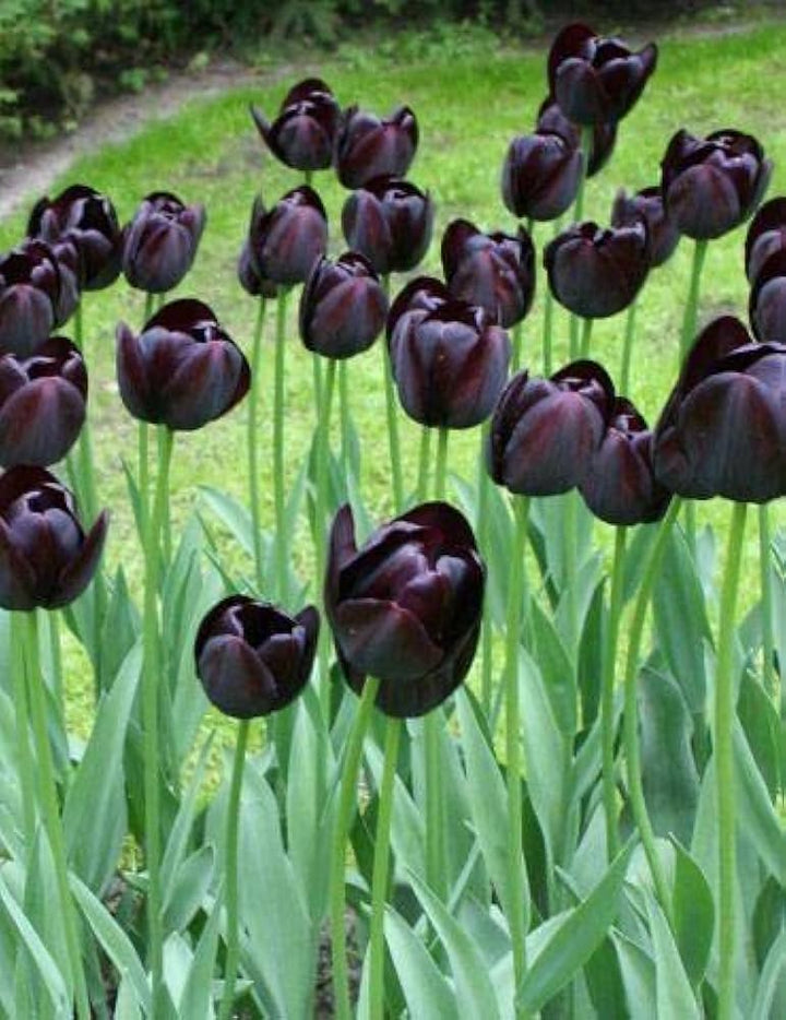 Giant Tulip Flower Seeds Black – Heirloom Non-GMO High Germination Seeds