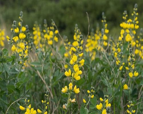 Thermopsis Flower Yellow Seeds Heirloom Non-GMO High Germination Organic Garden Seeds for Planting