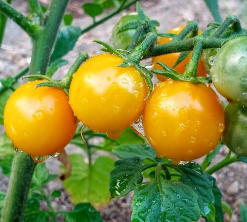 Semillas de tomate amarillo – Herencia, sin OGM, alta germinación Semillas de jardín orgánicas para plantar