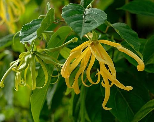 Yellow Cananga Odorata Flower Seeds – Heirloom, Non-GMO, High Germination Organic Seeds