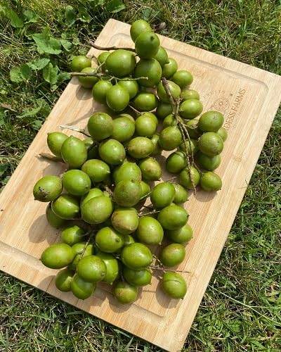 Green Mamoncillo Seeds – Heirloom, Non-GMO, High Germination Organic Garden Seeds