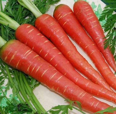 Red Carrot Seeds – Heirloom, Non-GMO, High Germination Organic Garden Seeds Planting