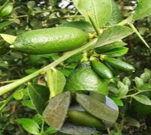 Finger Lime Seeds Green for Planting – Heirloom Non-GMO High Germination Organic Garden Seeds