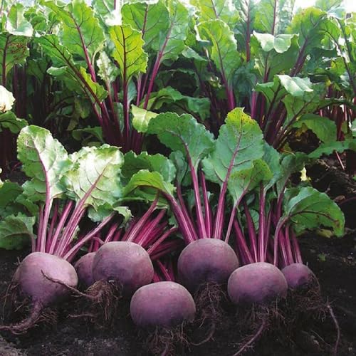 Purple Beetroot Seeds – Heirloom, Non-GMO, High Germination Organic Garden Seeds Planting