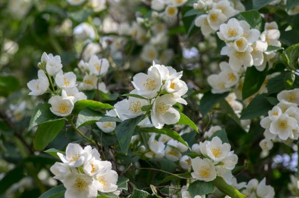 Weiße Bauernjasmin-Blumensamen – Heirloom, gentechnikfrei, keimstarke Bio-Gartensamen zum Pflanzen