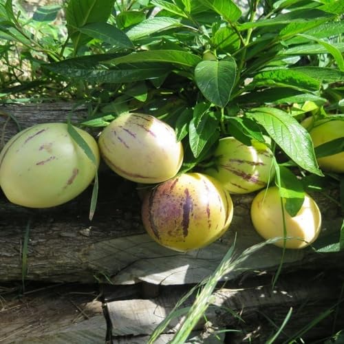 Green Ginseng Melon Seeds – Heirloom, Non-GMO, High Germination Organic Garden Seeds
