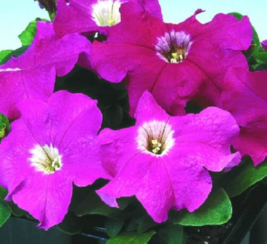 floribunda rose flower seeds