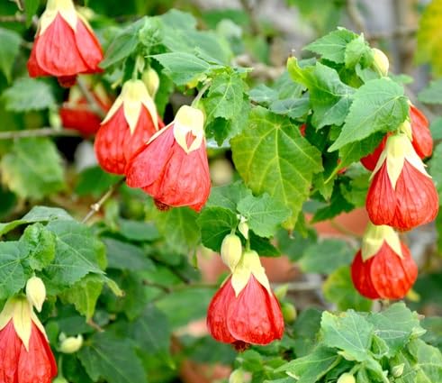 Abutilon Flower Seeds for Planting – Heirloom Non-GMO High Germination Organic Garden Seeds