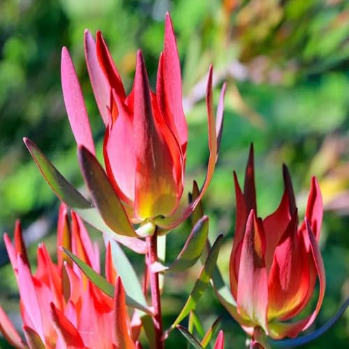 Red Leucadendron Salignum Flower Seeds – Heirloom Non-GMO High Germination Organic Garden Seeds