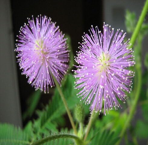 Purple Mimosa Pudica Flower Seeds – Heirloom, Non-GMO, High Germination Organic Garden Seeds for Planting Seeds for Planting