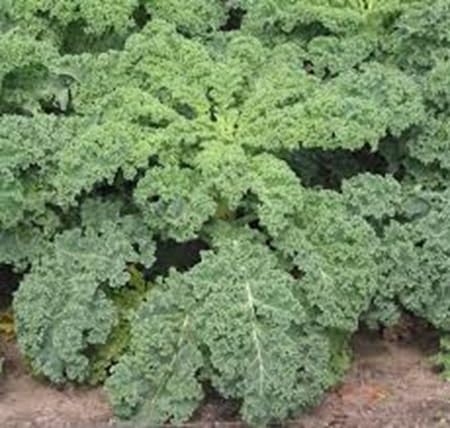 Kale Seeds – Heirloom, Non-GMO, High Germination Organic Garden Seeds Planting