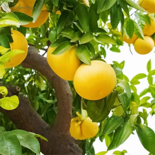 Grapefruit Seeds Yellow – Heirloom, Non-GMO, High Germination Organic Garden Seeds
