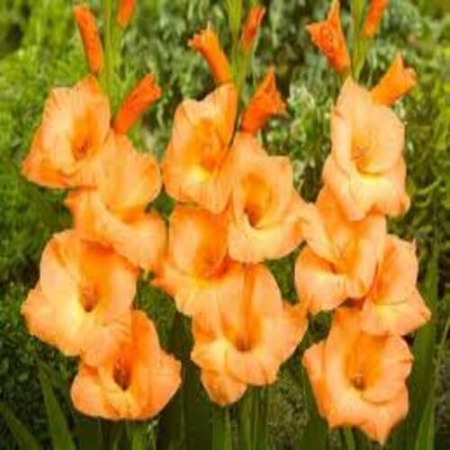 Gladiolus Flower Seeds – Heirloom, Non-GMO, High Germination Organic Garden Seeds for Planting