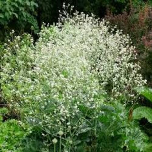 White Crambe Cordifolia Flower Seeds – Heirloom, Non-GMO, High Germination Organic Garden Seeds for Planting