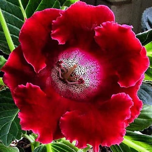 Gloxinia Red Color Flower Seeds – Heirloom Non-GMO High Germination Organic Garden Seeds for Planting