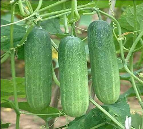 Cucumber Green Seeds – Heirloom, Non-GMO, High Germination Organic Garden Seeds Planting