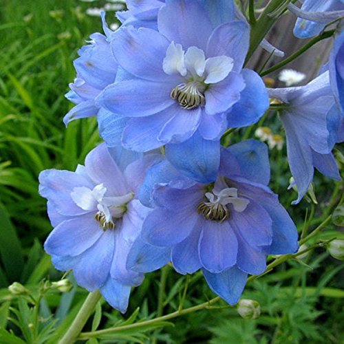 blue sky flower seeds