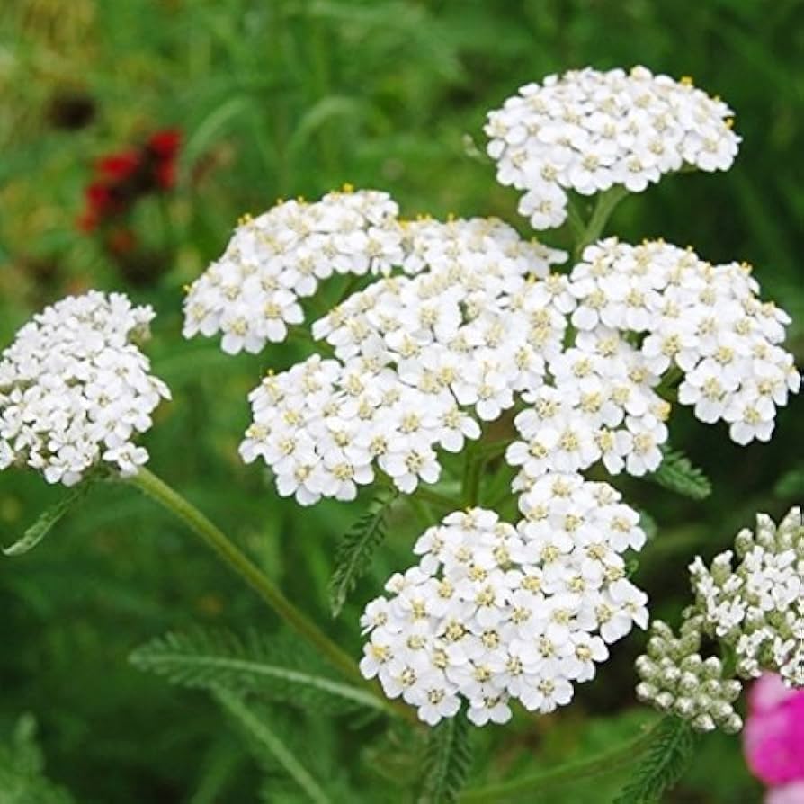purple yarrow flower seeds