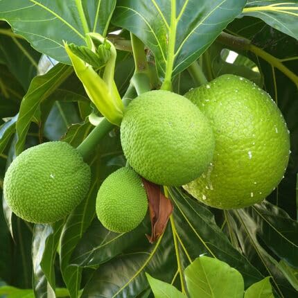 Green Breadfruit Seeds – Heirloom, Non-GMO, High Germination Organic Garden Seeds