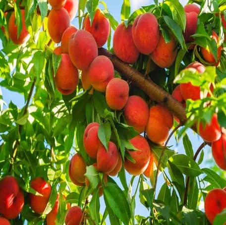 Red Peach Seeds – Heirloom, Non-GMO, High Germination Organic Garden Seeds