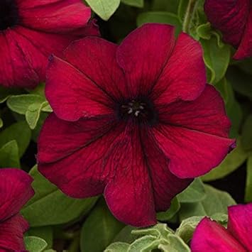 petuniaflowerheirloomnongmo flower seeds