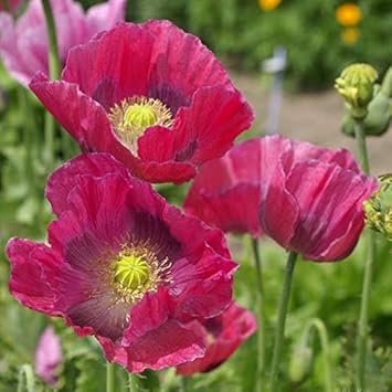 poppyheirloomnongmo flower seeds