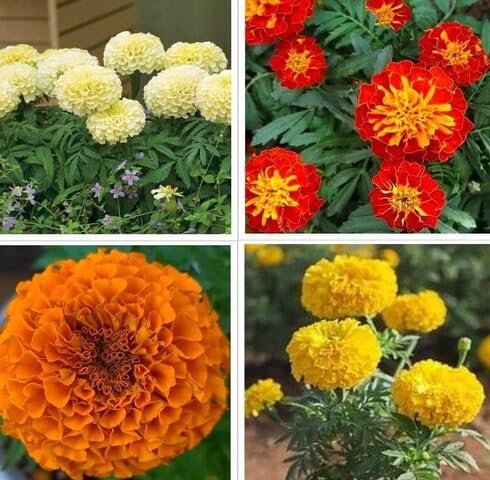 Mixed Marigold Flower Seeds – Heirloom Non-GMO High Germination