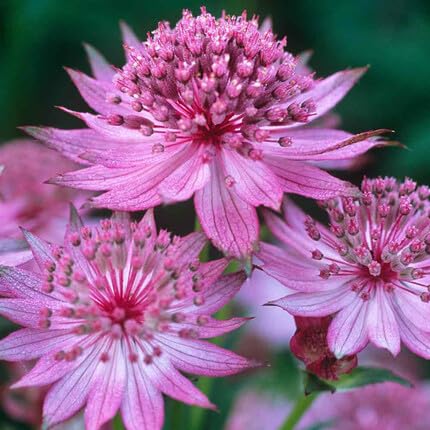 astrantiaflowerpinkheirloomnongmo flower seeds