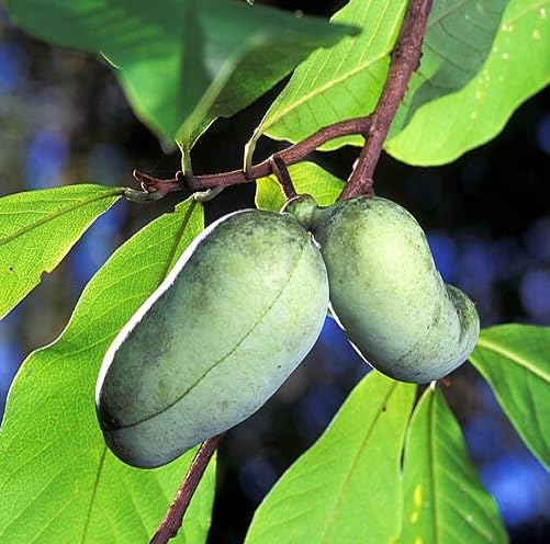 Paw Paw-Samen Grün – Alte Sorte, gentechnikfrei, hohe Keimrate, Bio-Gartensamen