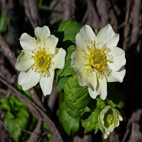 White Trollius Flower Seeds Heirloom Non-GMO High Germination Organic Garden Seeds for Planting