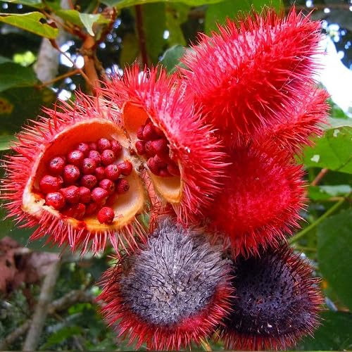 Rote Achiote-Samen zum Pflanzen – Alte Sorte gentechnikfrei hohe Keimfähigkeit Bio-Gartensamen