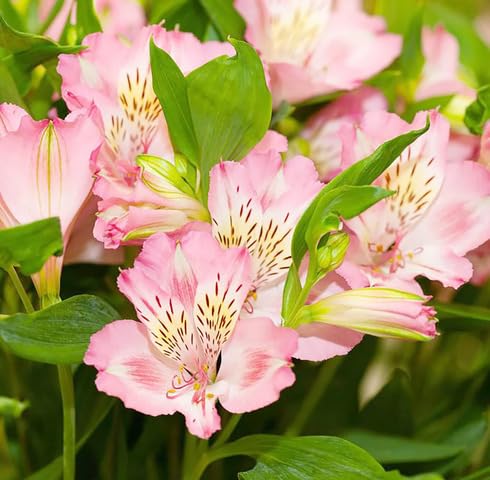 palepink alstroemeria flower seeds