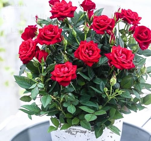 Red Mini Rose Flower Seeds for Planting – Heirloom Non-GMO High Germination Organic Garden Seeds