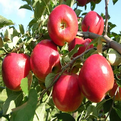 Apple Seeds – Heirloom, Non-GMO, High Germination Organic Garden Seeds